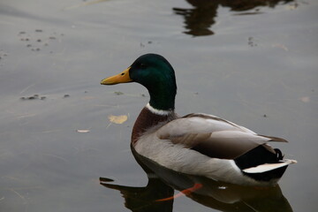 Duck Drake float on water close-up.Wild animal on a cloudy day