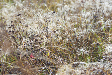 Dew on dry grass in a field in autumn