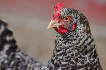 Head of a speckled chicken close up.