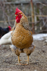 Cock walking on the farm yard.
