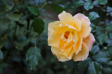 バラ 薔薇 ローズ イエロー