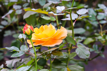 ローズ イエロー 薔薇 バラ ガーデン