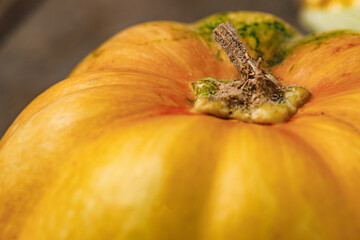 Close up of big pumpkin with tail