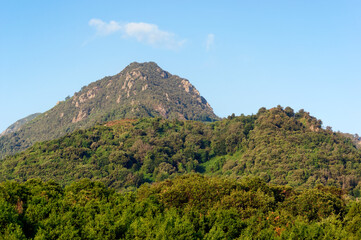 Chestnut forest and Costa verde mountain in Upper Corsica