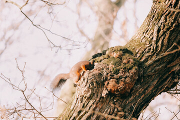 Curious brown cute squirrel climbing a tree in autumn, looking into a hole of the tree, sticking its head inside.