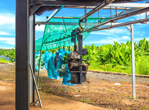 Motorized Rail Transporting Banana From Farm To Packing Zone. Agroindustry Concept. Banana Harvesting.