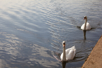 Swans on the River Exe in the city of Exeter, Devon, England