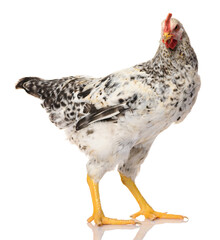 one gray rooster isolated on white background, studio shoot