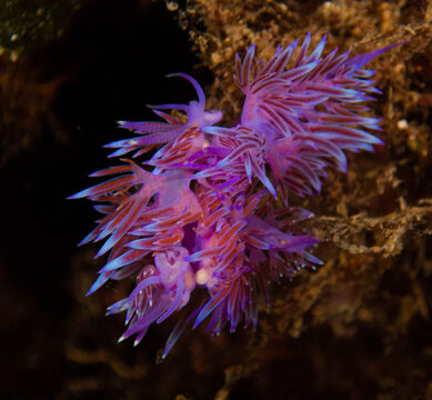 Flabelina affinis