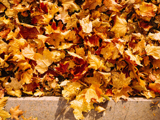 abstract background of autumn leaves in bright red-yellow color near the sidewalk, top view