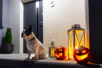 French bulldog sitting at front steps with halloween pumpkins at night