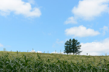 Obraz premium 嵐の木