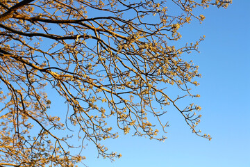 Autumn leaves on a tree and bright blue sky. Selective focus.