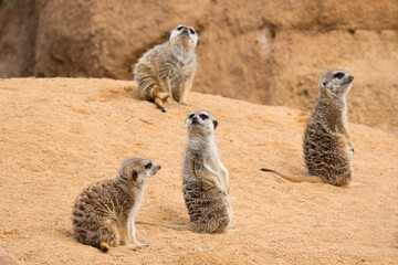 Fototapeta premium Four meerkats are looking in different directions