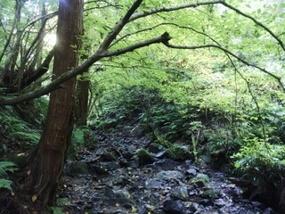 山の小川と深緑と・・・