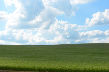 Fototapeta premium 美瑛の畑