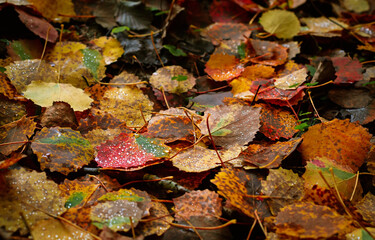 Dew drops on fallen autumn leaves in forest, fall season background
