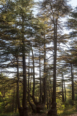 Obraz premium Tall trees in Tannourine Cedars Forest Reserve, Lebanon