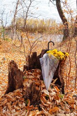 a bouquet of yellow chrysanthemums in an umbrella near an old rotten forest stump
