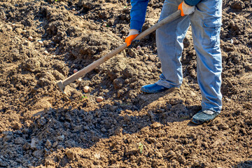 Gardener using hoe for planting potatoes