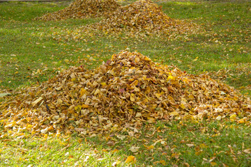 A few large pieces with dry yellow leaves on the grass. Autumn foliage. selective focus.