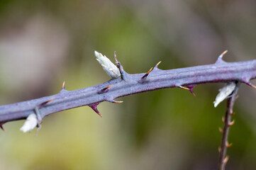 thorns of blackberry and first burgeons