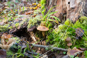 Mushrooms grow in the forest. Brown mushroom in the moss.