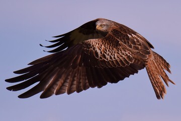Red kite hunting and soaring into the blue sky