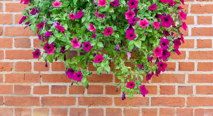 Pink red petunias displayed against neat terracotta brick wall with copyspace