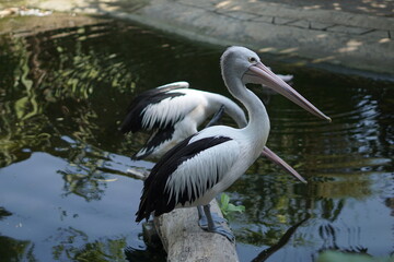 Pelican geese on the edge of the lake