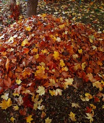 A pile of colorful autumn leaves under the trees