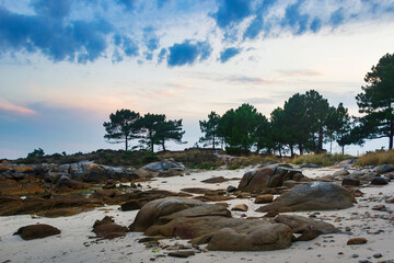 Rocks and pine trees on the beach