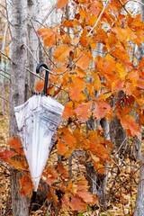 an umbrella hangs on the branches of an autumn tree