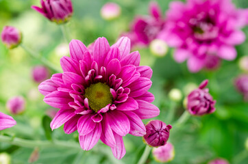 Purple chrysanthemum blurred with blurred pattern background