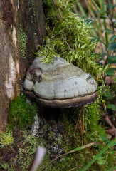 Mushroom Polyporus squamosus, growing on a tree. Polyporaceae.