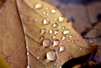 Regentropfen auf Herbstlaub