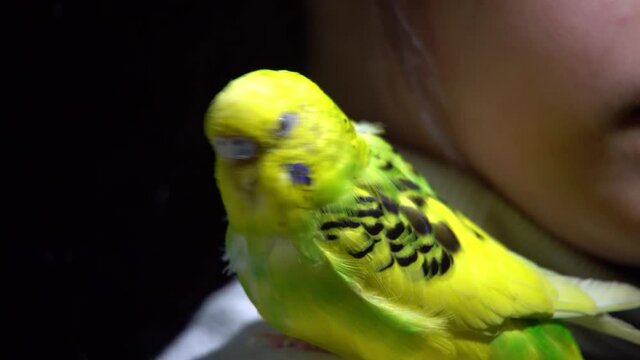 A beautiful multi-colored wavy parrot sits on the shoulder of the hostess and talks