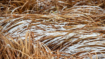Fallen dry reeds are covered with frost and snow.