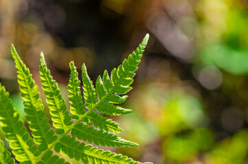 green foliage of a fern on a blurred background on a sunny day, close-up.