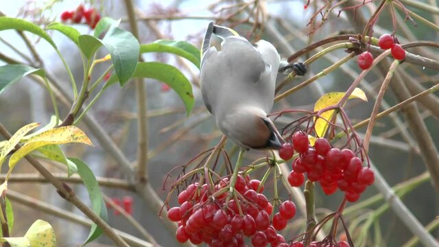 waxwing bird eating viburnum berries