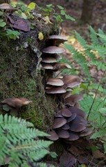 mushroom and moss on a tree. Mushrooms on an old stump