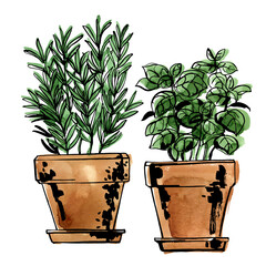 Italian herbs in a pot. Rosemary and basil. Sketch of food by line and watercolor.