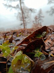 autumn in the forest