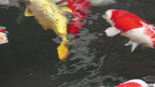 Soft-focus close-up view of various colorful ornamental Koi Carp, Cyprinus rubrofuscus, swim in sun glare glistening and shimmering pond water.