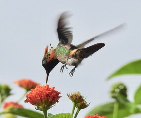 hummingbird in flight