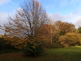 Fototapeta premium Autumn leaves