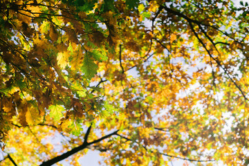 Herbstblätter am Baum Nahaufnahme