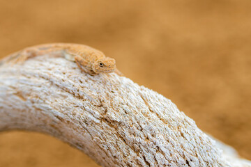 Spotted toad-headed Agama on a skull or bone