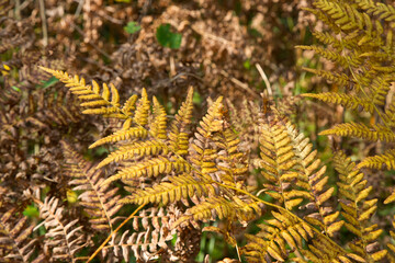 Yellowed fern leaf on a blurred background. Dry fern leaf in the forest. Autumn tropical background.