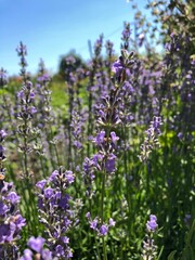 Obraz premium lavender field in region